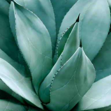 Agave syrup leaves