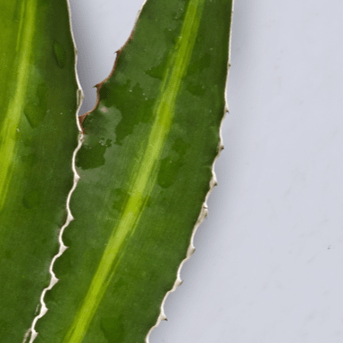 Two aloe leaves on grey background