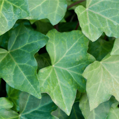 English ivy leaves