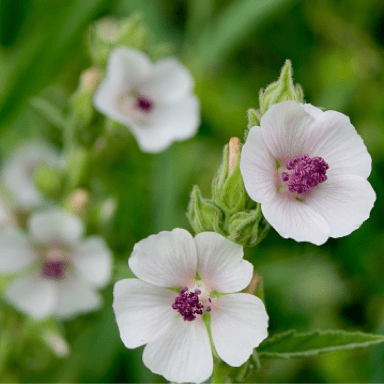 Marshmallow root plant flowers